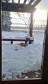 #CUTE: Gato  se divierte como nunca jugando en la nieve y haciendo bolas de nieve.