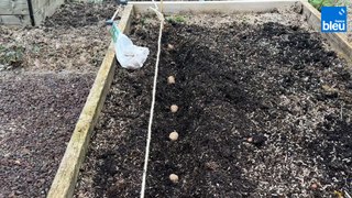 Roland Motte, jardinier : le meilleur moment pour planter des pommes de terre