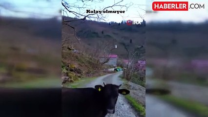 Arazide otlayan inekleri dronla ahıra getirdi, o anları böyle görüntüledi