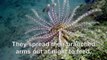 #OMG: Las estrellas de plumas son animales extraños pero hermosos