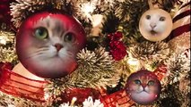 Gatos divertidos de Navidad cantan Deck the Halls | Fa La La - Jingle Cats - Merry Christmas