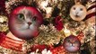 Gatos divertidos de Navidad cantan Deck the Halls | Fa La La - Jingle Cats - Merry Christmas