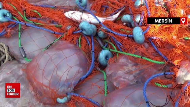 Akdeniz'de avlanan balıkçıların ağları ölü göçmen denizanalarıyla doldu