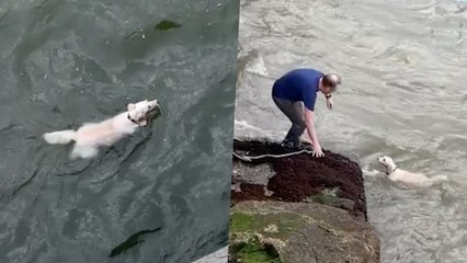 After Dog Falls 15ft Into River Strangers Coax It To Safety | Wild-ish TV