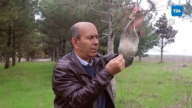 Trakya'da artan tırtıl popülasyonu çam ağaçlarının kurumasına neden oluyor