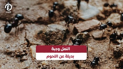 النمل وجبة بديلة عن اللحوم