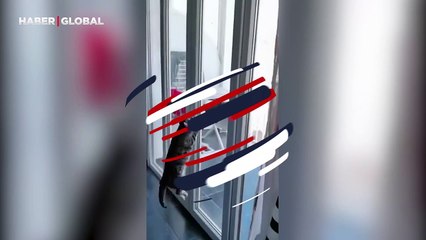 Avcı kedi yediği mamaların hakkını verdi! "Buraya kadar" diyerek öyle bir hamle yaptı ki...