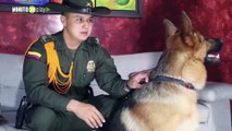 Policía en  Cali entrenó a un perrito para detectar los niveles de azúcar en la sangre de su dueña parte 2