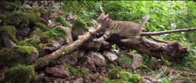 Vita da gatto (Trailer Ufficiale HD) ⭐️⭐️⭐️