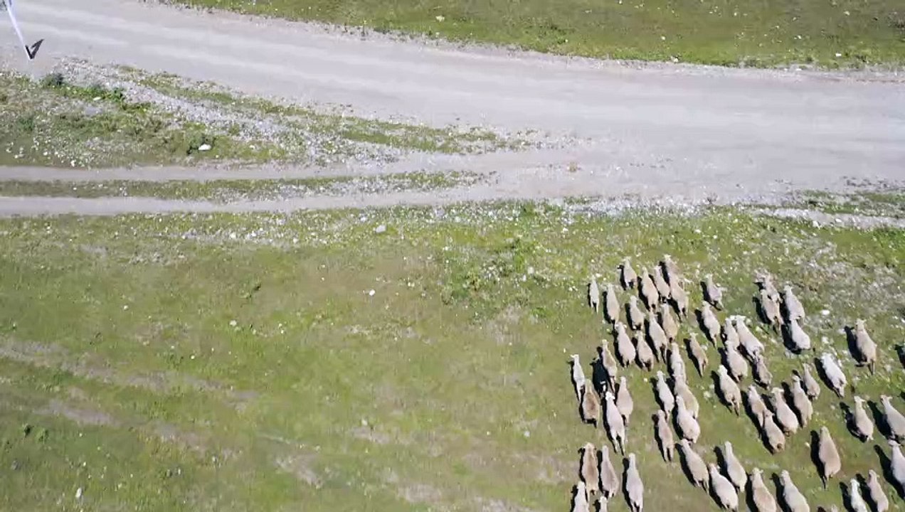Area View of sheep