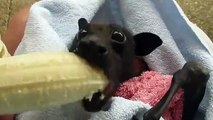 #CUTE: 'El es Cranky': Un pequeño murcielago rescatado que disfruta de una rica banana