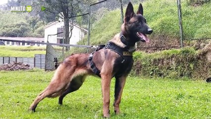 Wilson fue entrenado desde los 5 meses para ser un héroe Esta es su historia