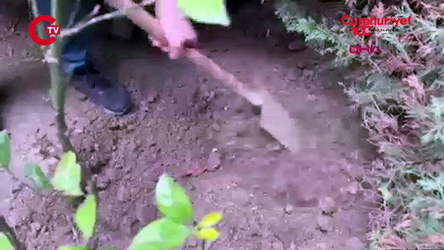 Fenomen Banu Parlak'ın köpeği komşusunun köpeğini öldürmüştü... Parlak'a verilen ceza belli oldu!