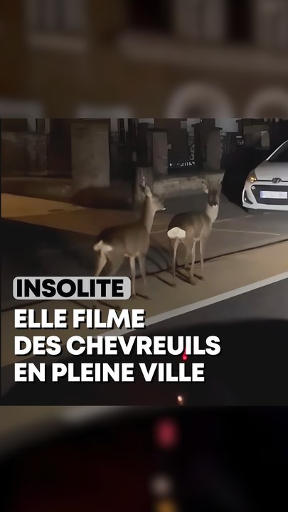 Elle filme des chevreuils en pleine ville