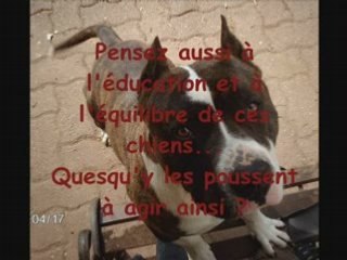 Pit bull ==> mauvais jugements...