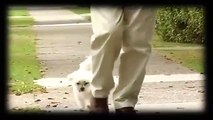 #DROSS: El perro que mató a 3 personas en menos de 10 segundos