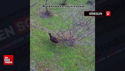 Giresun'da otlayan büyükbaşları balkondan komuta ettiği dronla ahıra getirdi