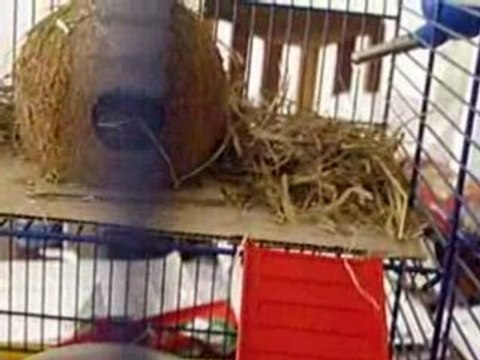 Seconde video du premier jour des petites gerbilles au Gabon