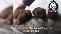 #OMG: Una familia de perros fue abandonada en una bolsa de plástico en medio del frío