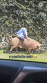 #VIRAL: Niño viaja sobre un cerdo a toda velocidad