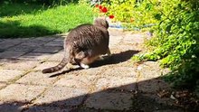 Cat In The Backyard Live Stream ASMR No Music Natural Sound (testing video)