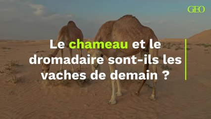 Le chameau et le dromadaire sont-ils les vaches du futur ?