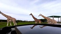 #OMG: Una manada de jirafas curiosas rodea el autobús turístico de un safari