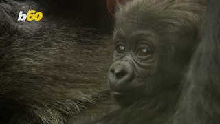 Precious Gorilla Baby Delights at London Zoo Enclosure
