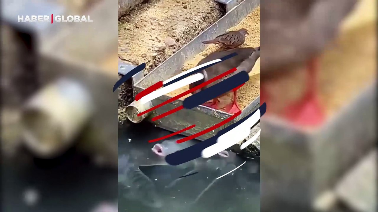 Acıkmış balıkları kendi ağzıyla besleyip anneli...