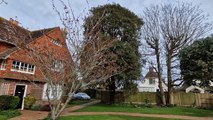 Rustington resident concerned about proposed pollarding