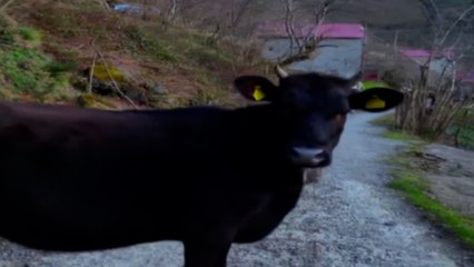 Yamaçta otlayan büyükbaşları balkondan komuta ettiği dronla ahıra getirdi