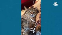 Stepan, el gato de TikTok que recauda donativos para ayudar a animales en Ucrania