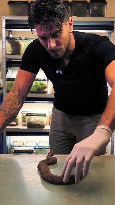 Un serpent, ça pique ou ça mord ?