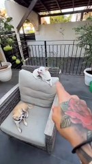 Cuchi Cuchi reaction #dogshorts #dog#chihuahua #shorts #like