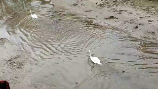 Swans struggle to swin on the low River Welland