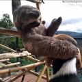 #CUTE:  Este tierno VIDEO muestra a un perezoso, símbolo nacional de Costa Rica en una divertida interacción con un perro