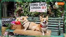 Los amantes de los corgis toman la cafetería de Londres