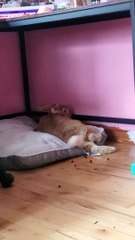 Unbothered Bunny Drops Pellets