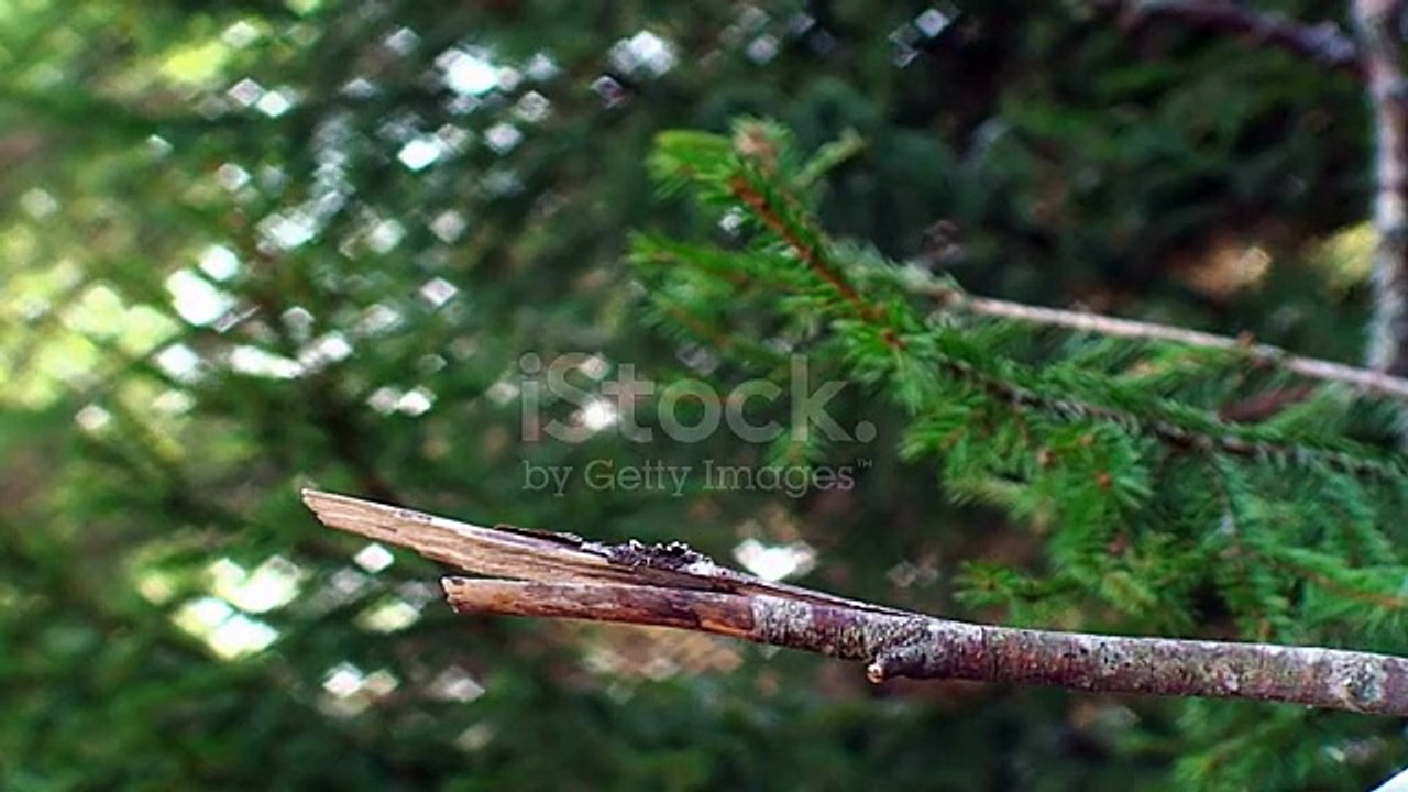 istockphoto-127737092-640_adpp_is
