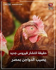 حقيقة ظهور فيروس جديد يصيب الدواجن في مصر