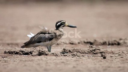 istockphoto-1392092059-640_adpp_is