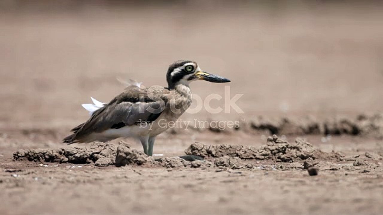istockphoto-1392092059-640_adpp_is