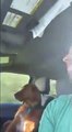 El perro y el conductor se divierten mucho juntos