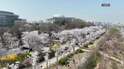 [서울] 29일부터 서울 여의도 봄꽃축제..."350만 명 몰릴 듯" / YTN