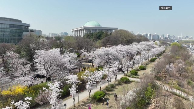 [서울] 29일부터 서울 여의도 봄꽃축제... 350만 명 몰릴 듯 / YTN