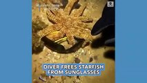Un buceador libera una estrella de mar de unas gafas de sol