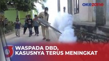 Waspada DBD, 10 Orang Meninggal karena Demam Berdarah di Kota Kendari