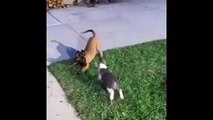 Los amigos cachorros juegan adorablemente entre sí