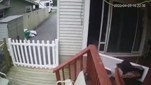 El perro intenta usar la puerta para perros mientras lleva un cono, ¡y rompe la puerta mientras!