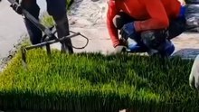 pag cut ng seedling